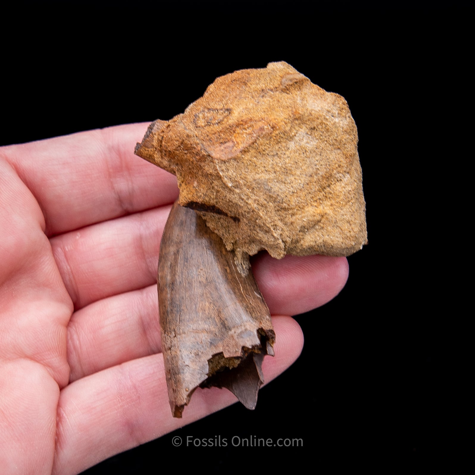 Genuine Serrated Tyrannosaur Tooth in Matrix 2.41"