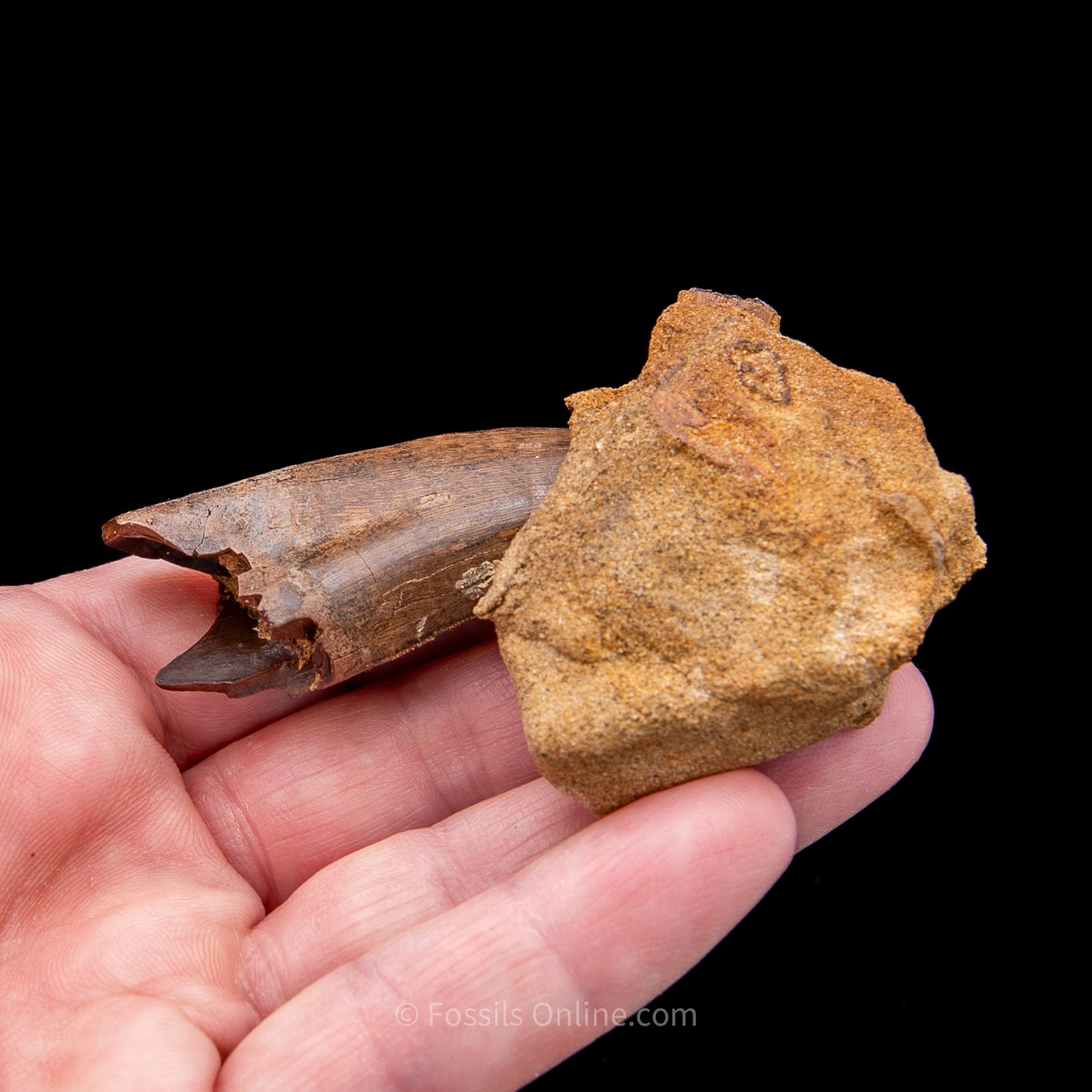 Genuine Serrated Tyrannosaur Tooth in Matrix 2.41"