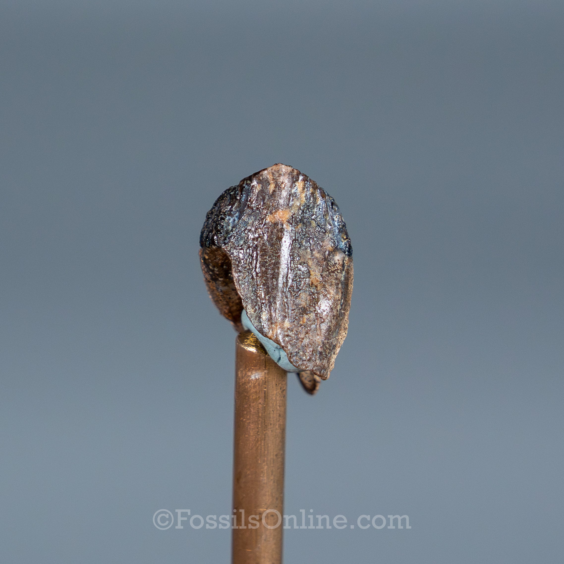 Rooted Triceratops Tooth