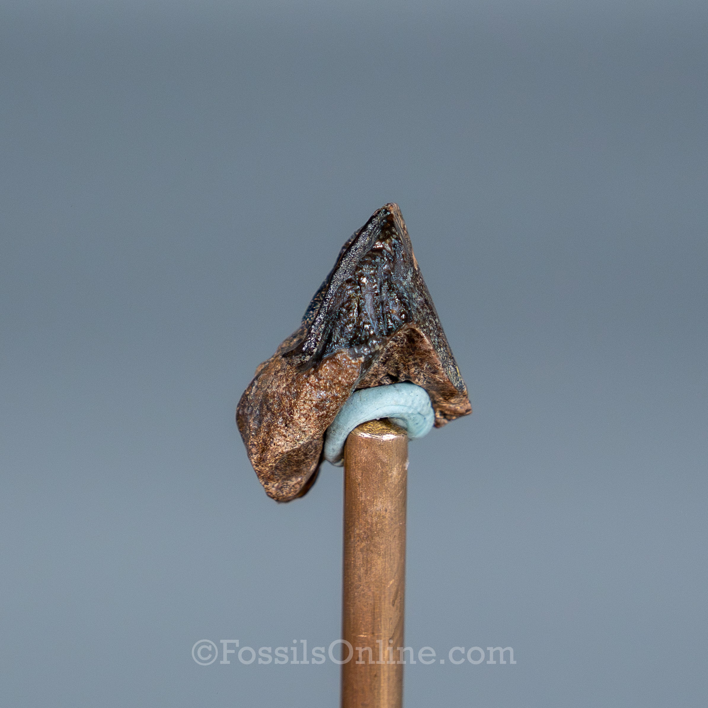 Rooted Triceratops Tooth