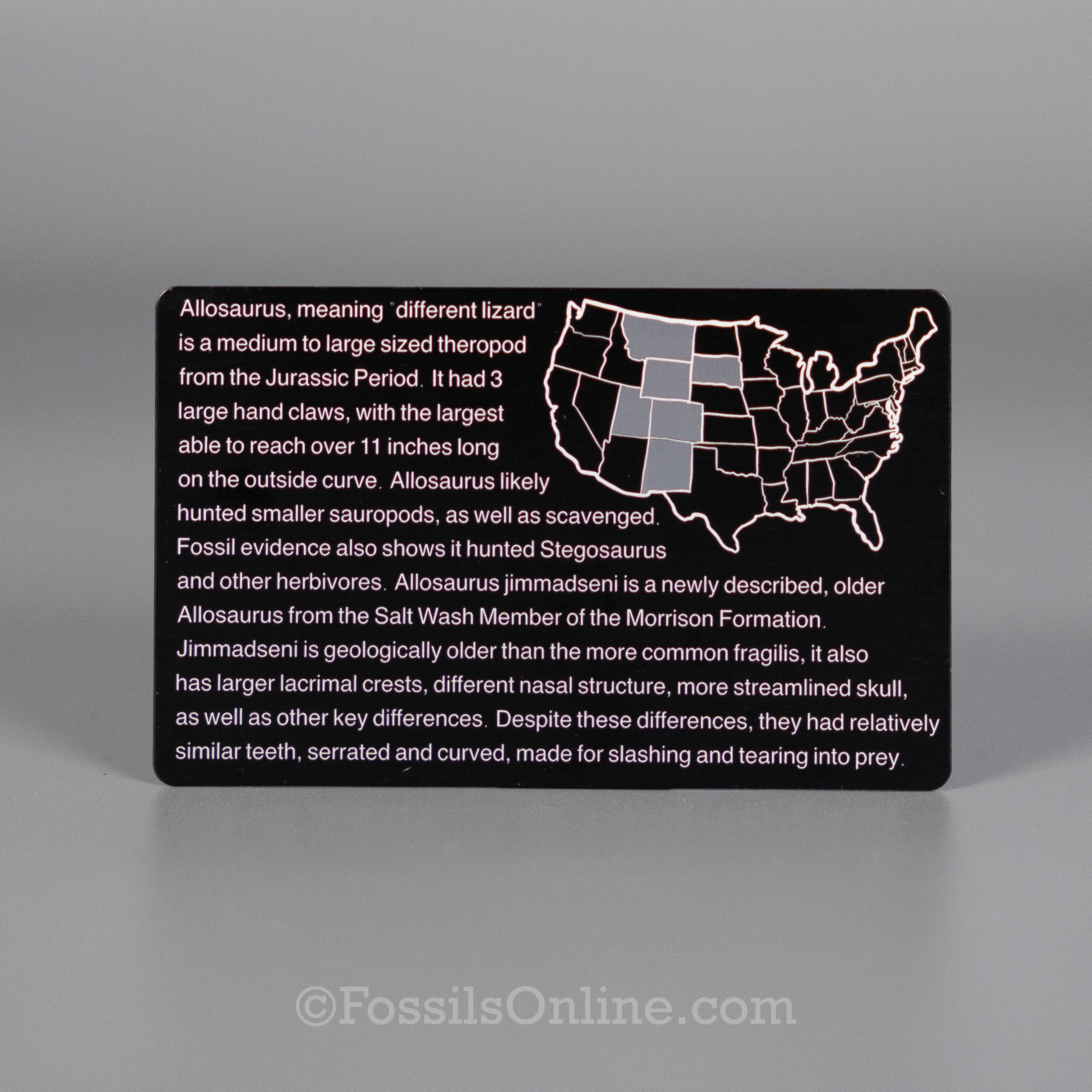 Allosaurus Fossil ID Card