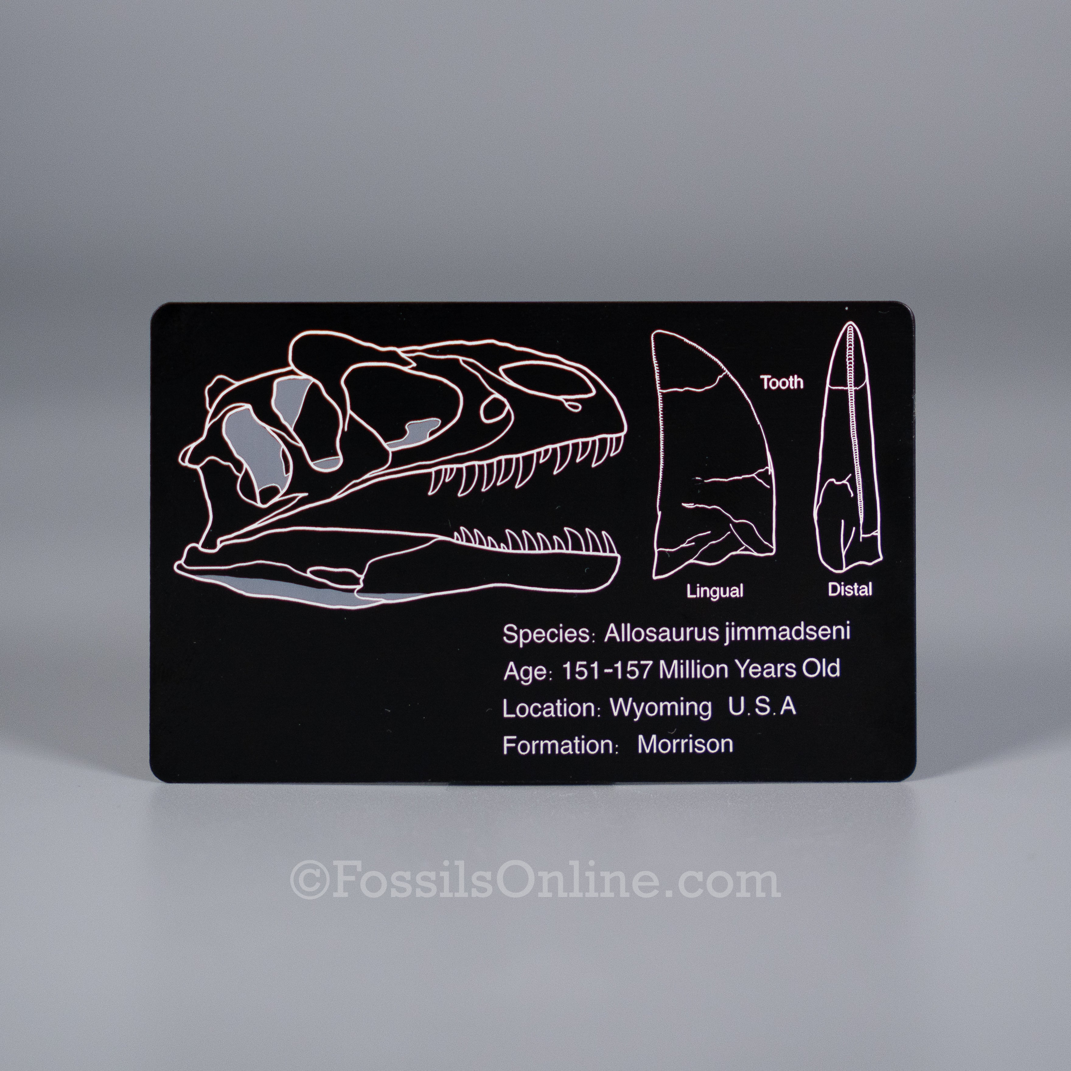 Allosaurus Fossil ID Card