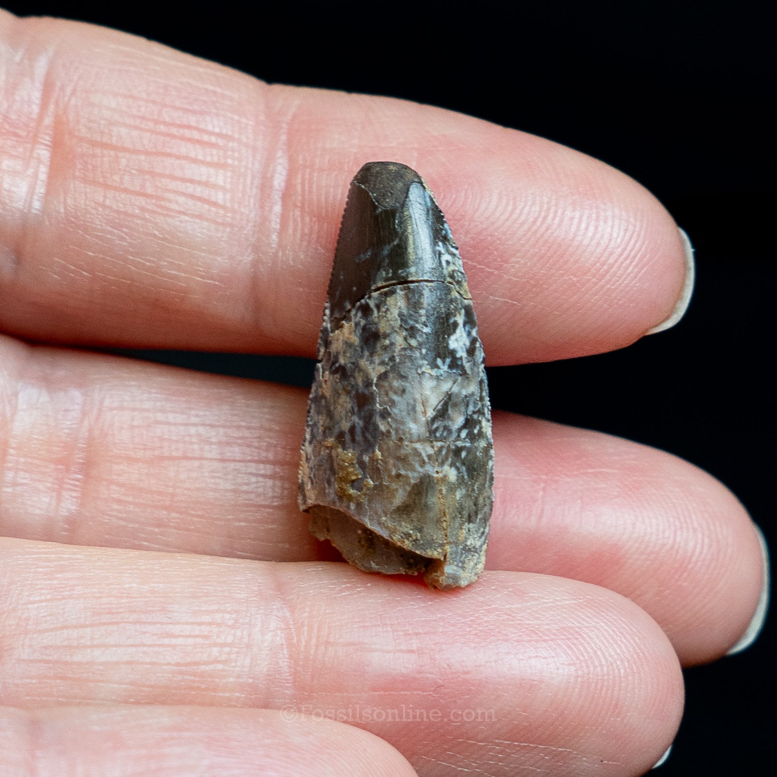 Allosaurus Jurassic Dinosaur Tooth .98"