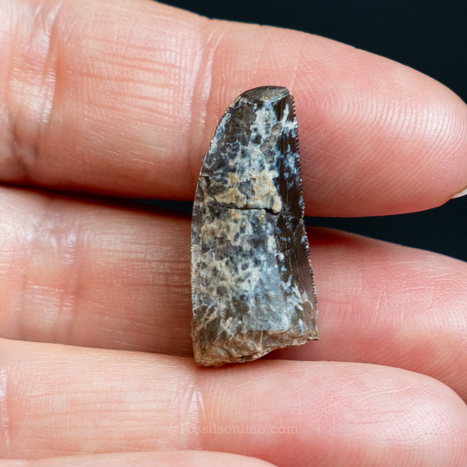 Allosaurus Jurassic Dinosaur Tooth .98"