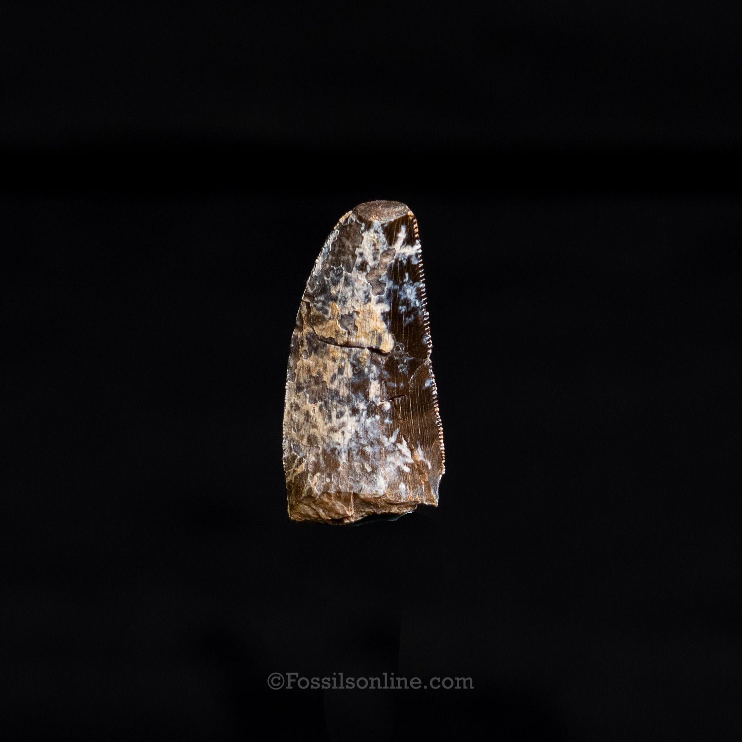 Allosaurus Jurassic Dinosaur Tooth .98"