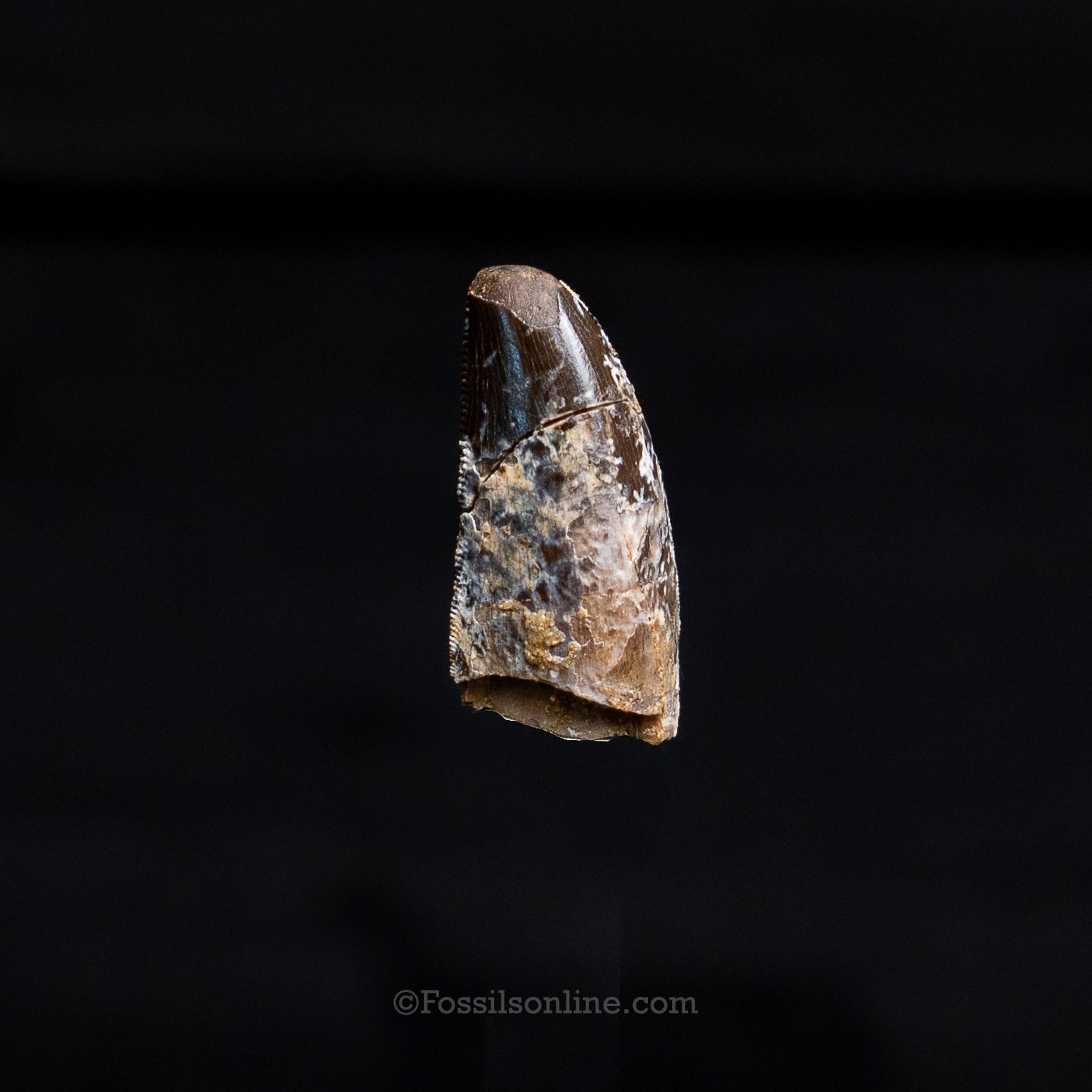Allosaurus Jurassic Dinosaur Tooth .98"