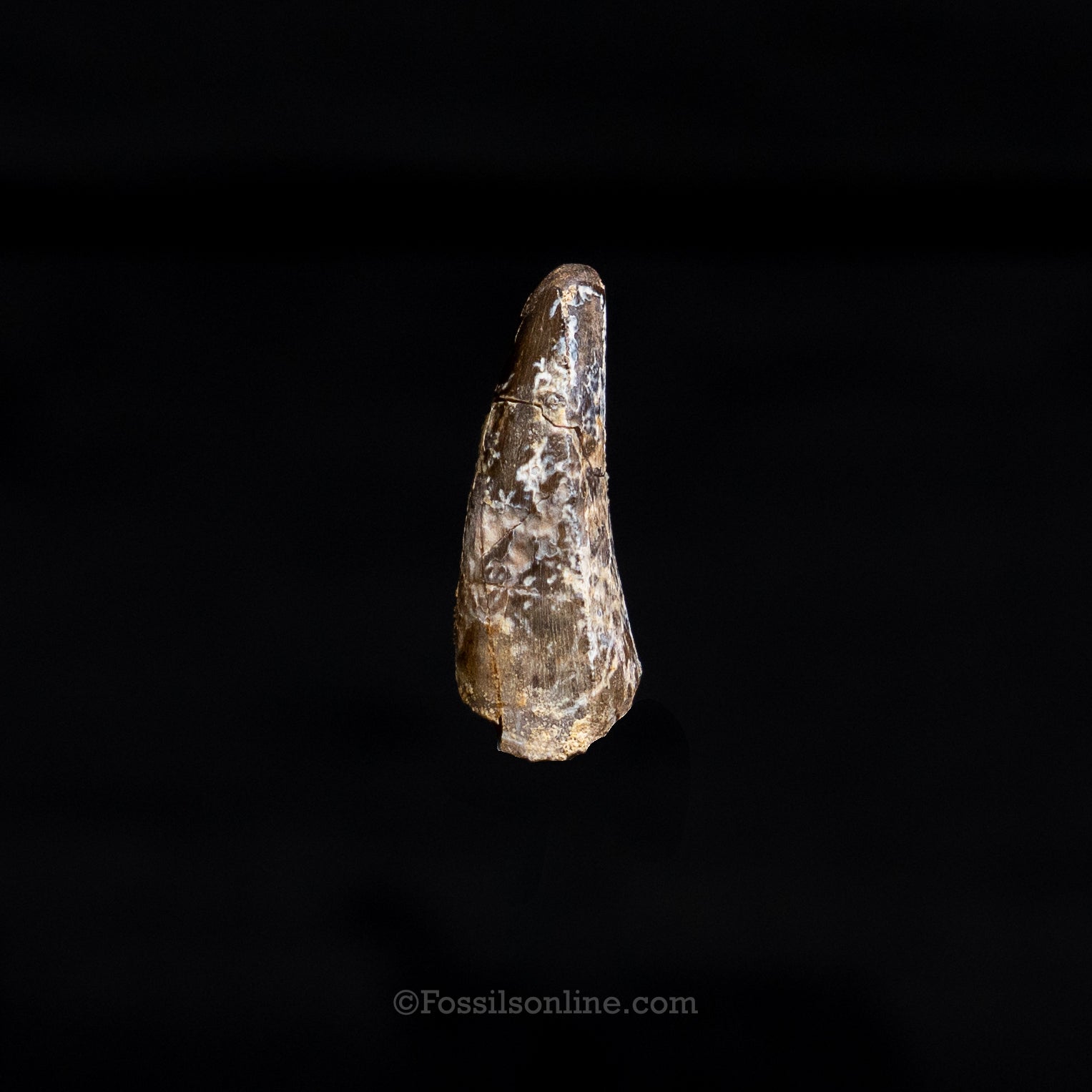 Allosaurus Jurassic Dinosaur Tooth .98"