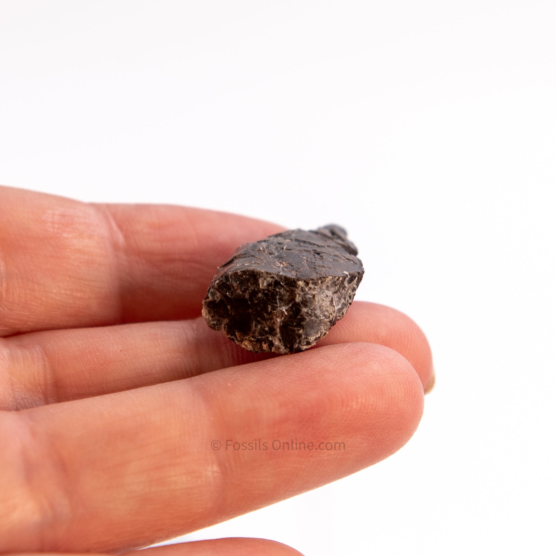 Allosaurus Jurassic Dinosaur Tooth 1.23"