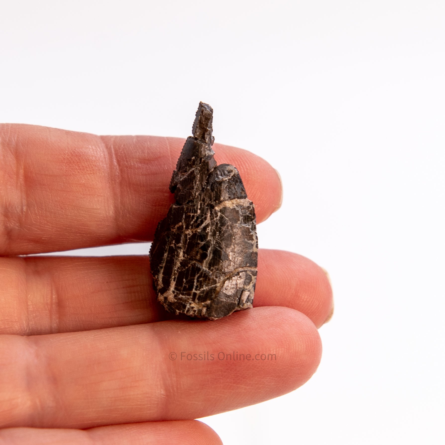 Allosaurus Jurassic Dinosaur Tooth 1.23"