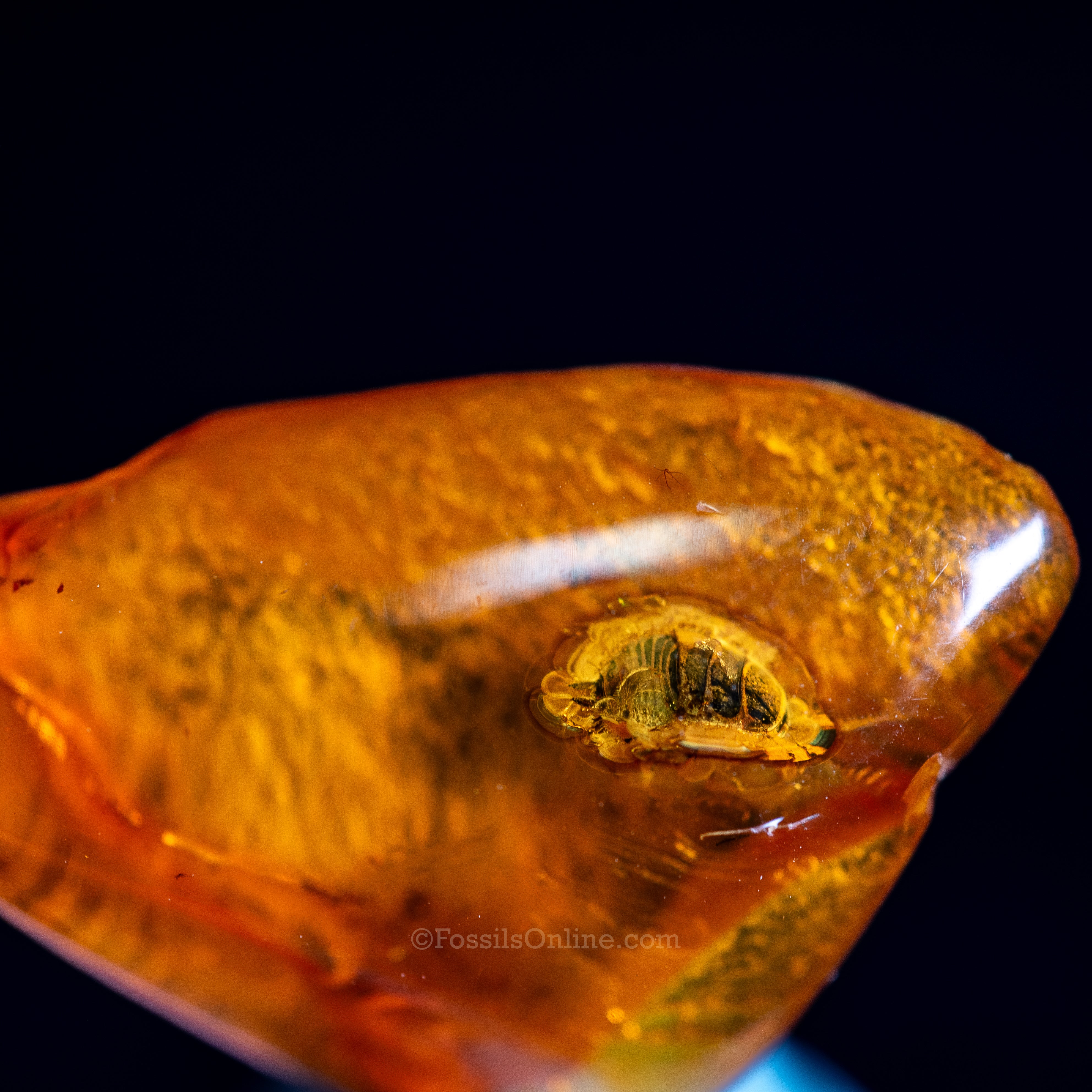 Dinosaur Age Amber with a Beetle (Order: Coleoptera)