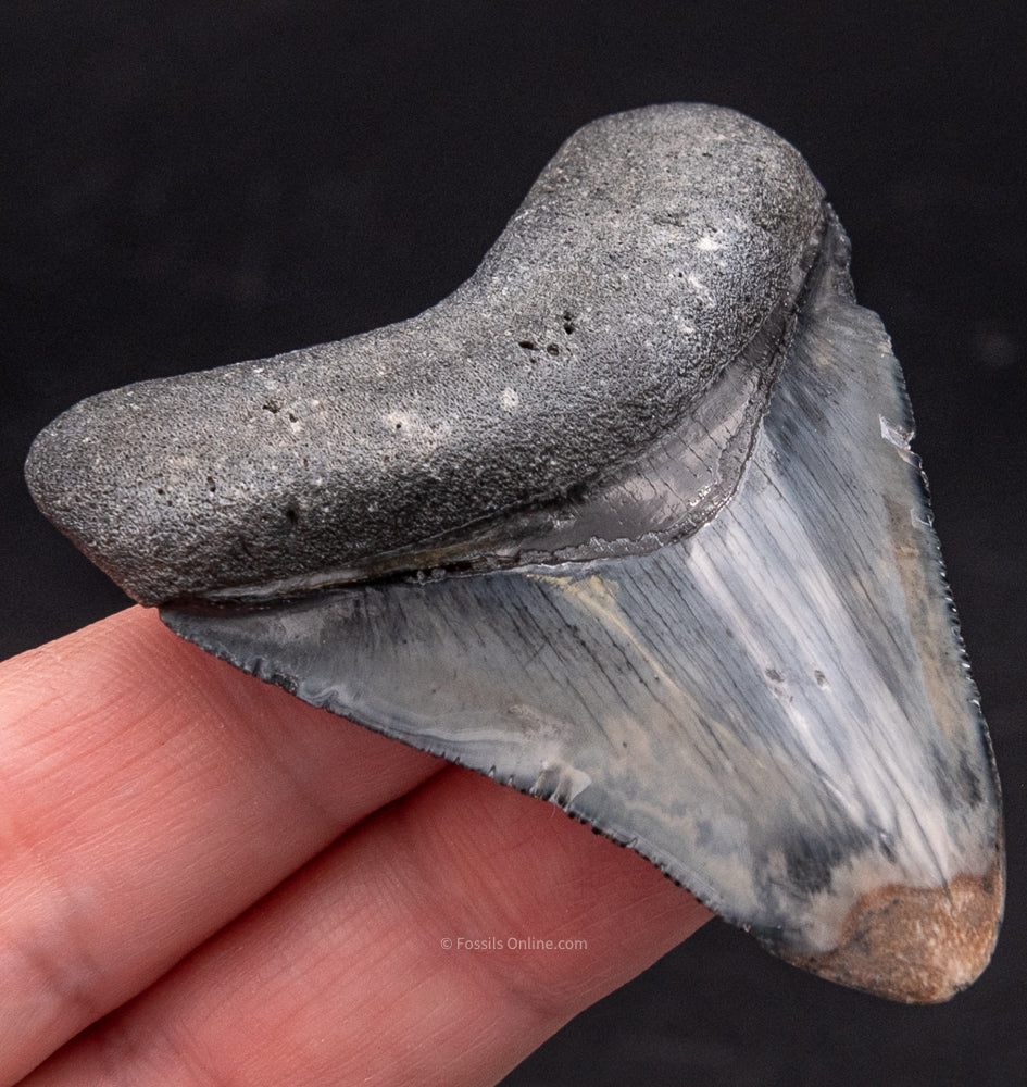 Polished Venice Megalodon Shark Tooth