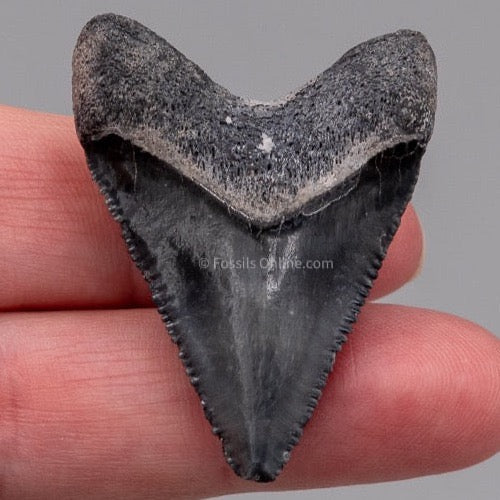 Venice Megalodon Shark Tooth