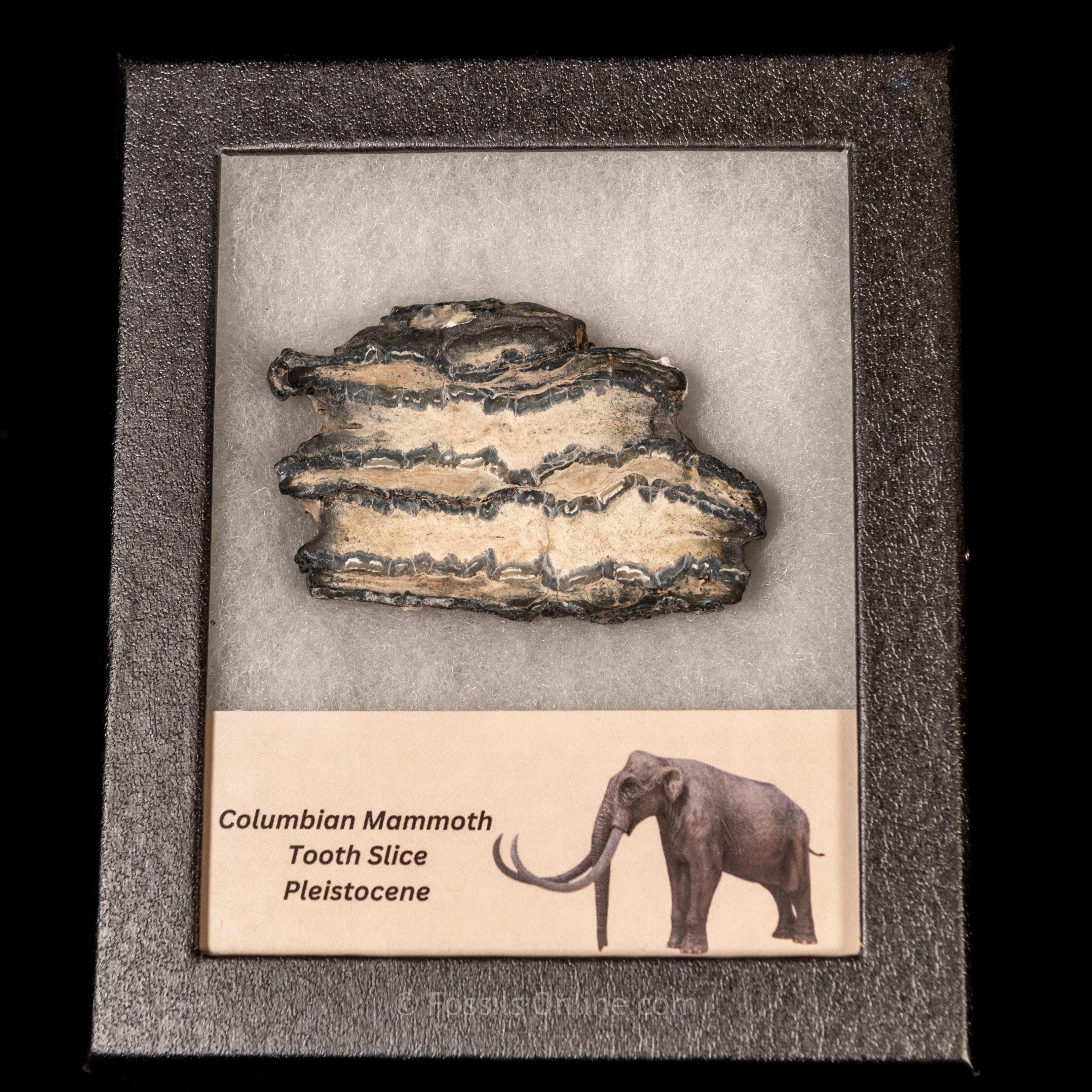 Columbian Mammoth Tooth Slice