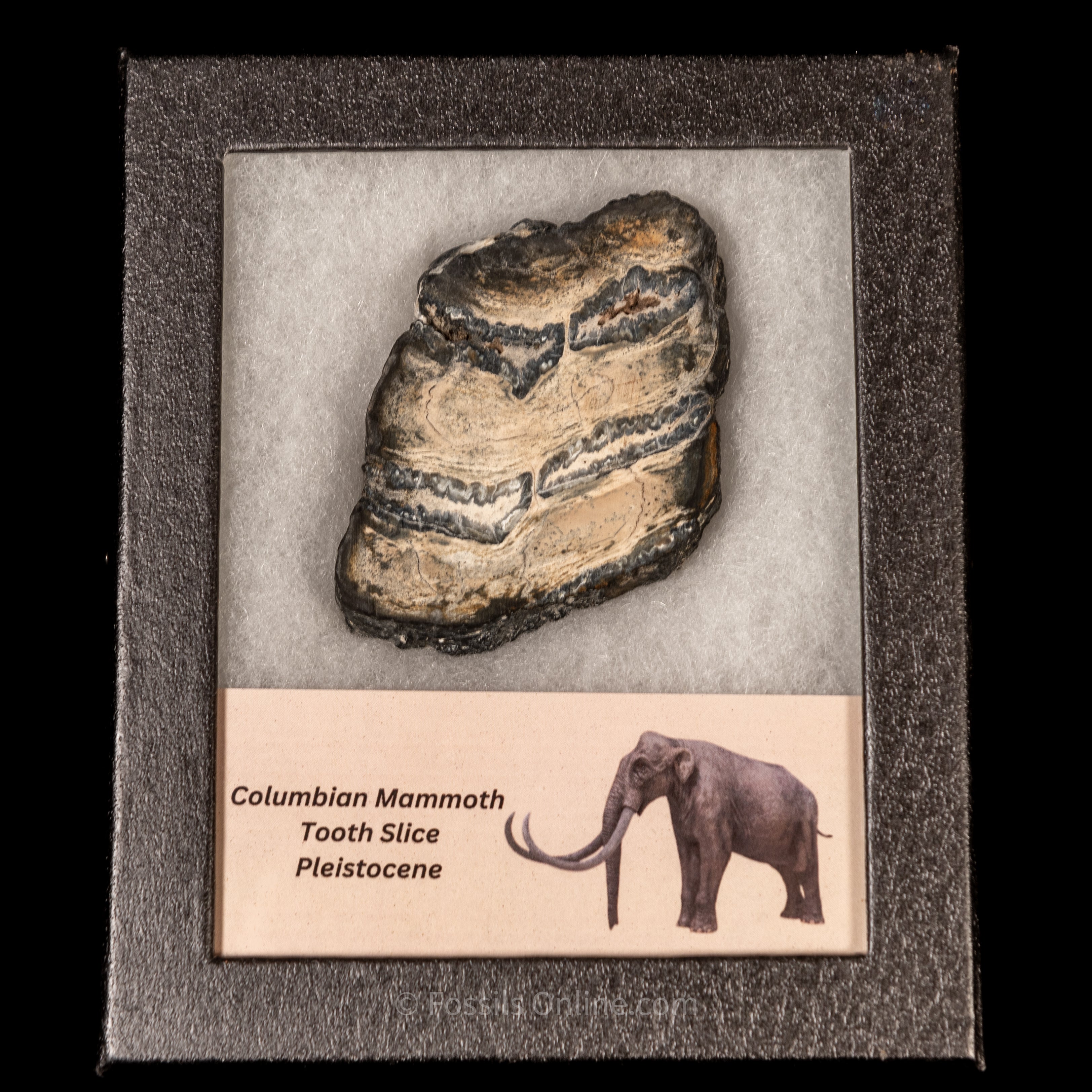 Columbian Mammoth Tooth Slice