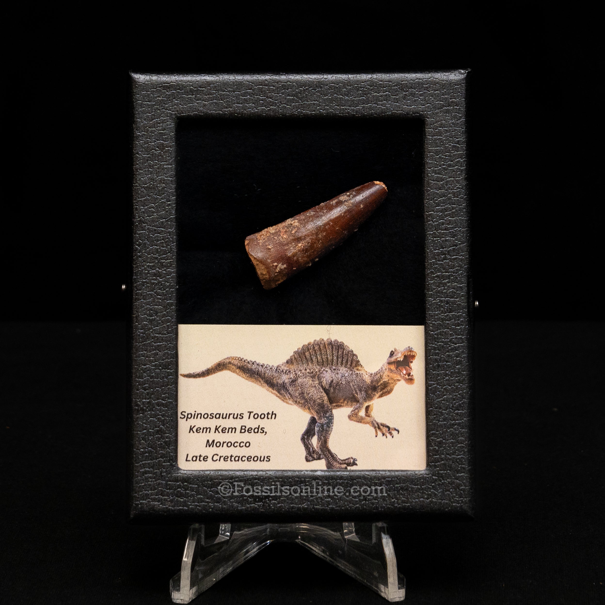 Choice Spinosaurus Dinosaur Tooth Sm Case