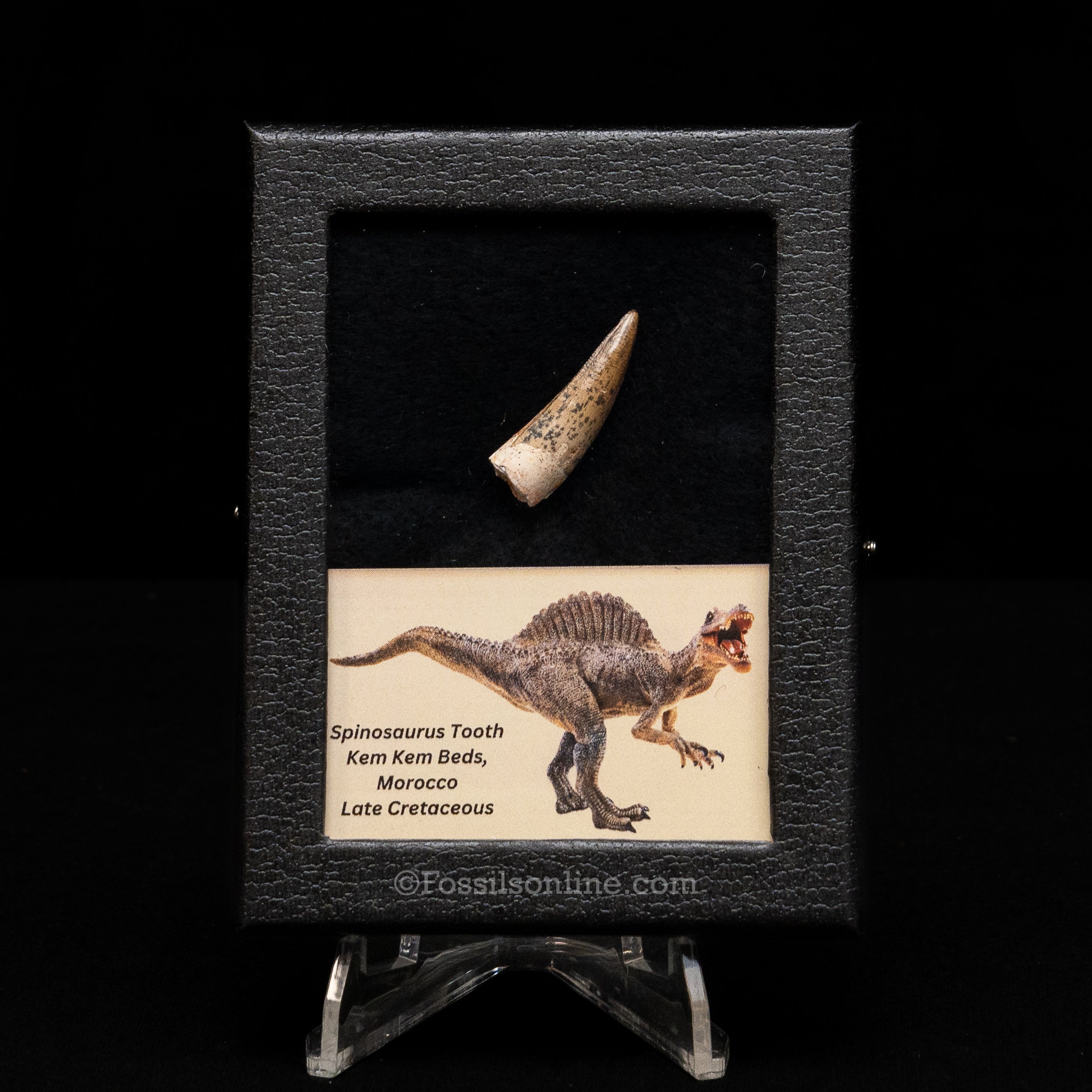 Choice Spinosaurus Dinosaur Tooth Sm Case