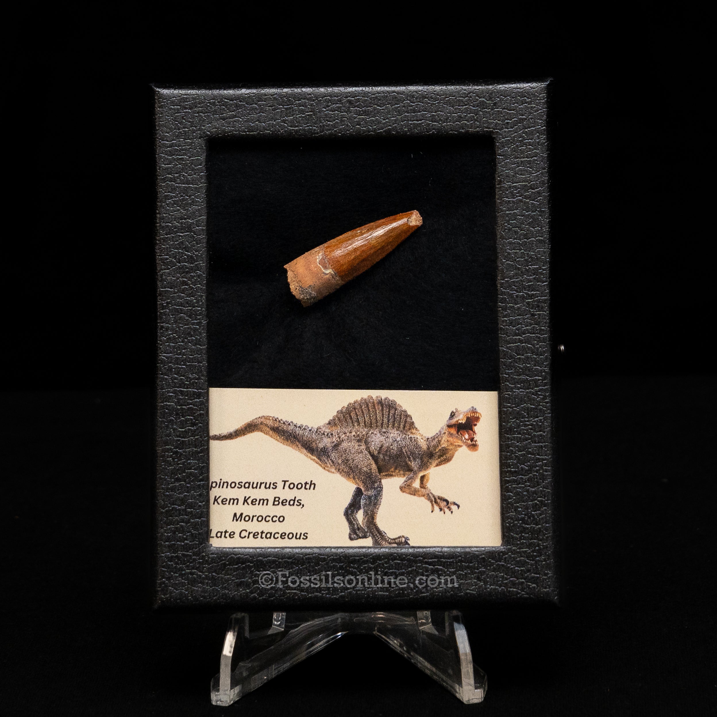 Choice Spinosaurus Dinosaur Tooth Sm Case