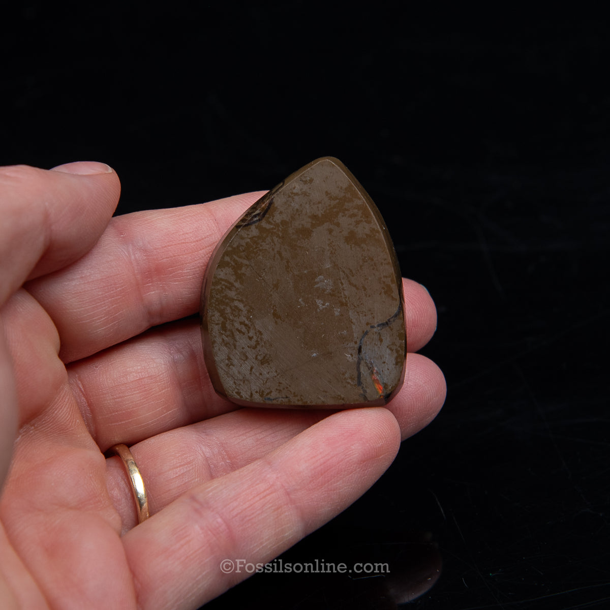 1.61" Ammolite