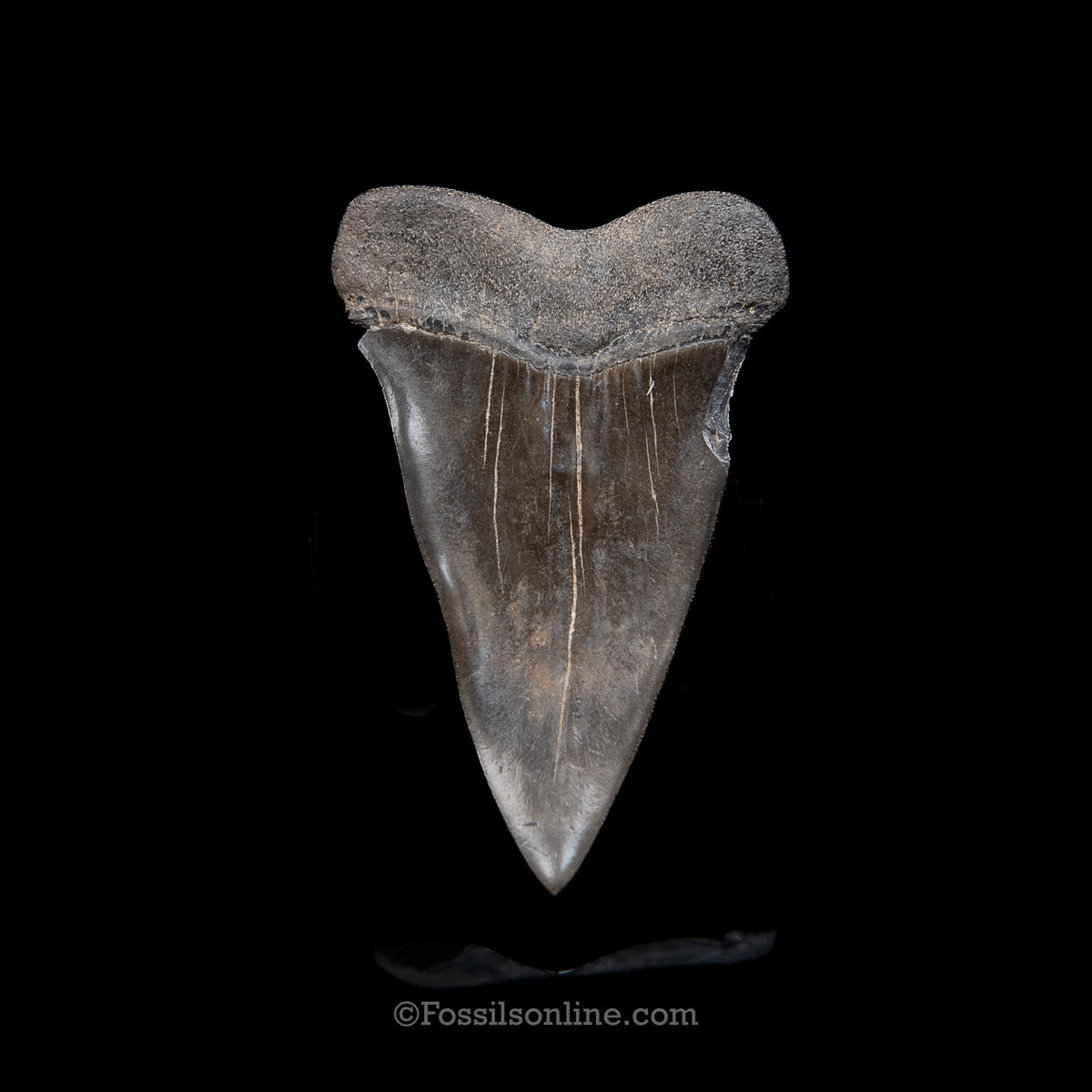 Genuine Prehistoric Fossil Tooth — Mako 2.74" GA