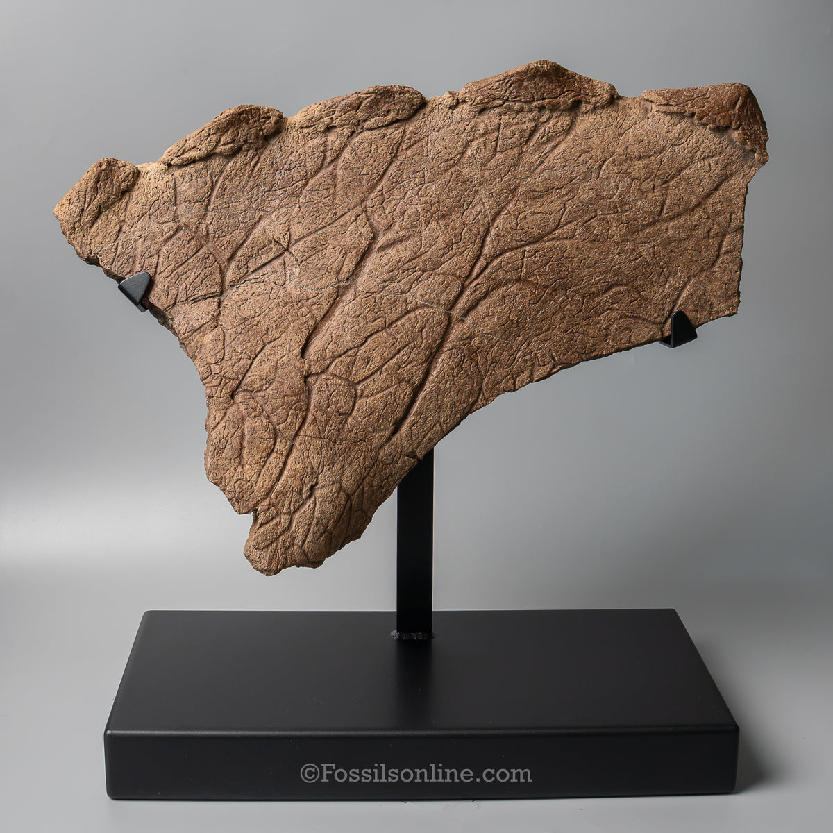 Triceratops Squamosal with Epoccipitals | Lance Formation, Wyoming