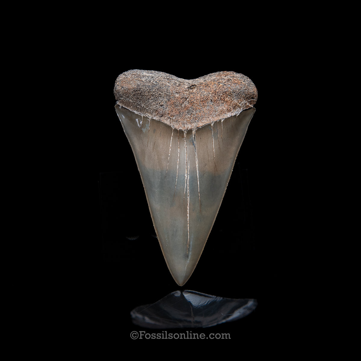 Genuine Prehistoric Fossil Tooth — Mako 2.58" GA