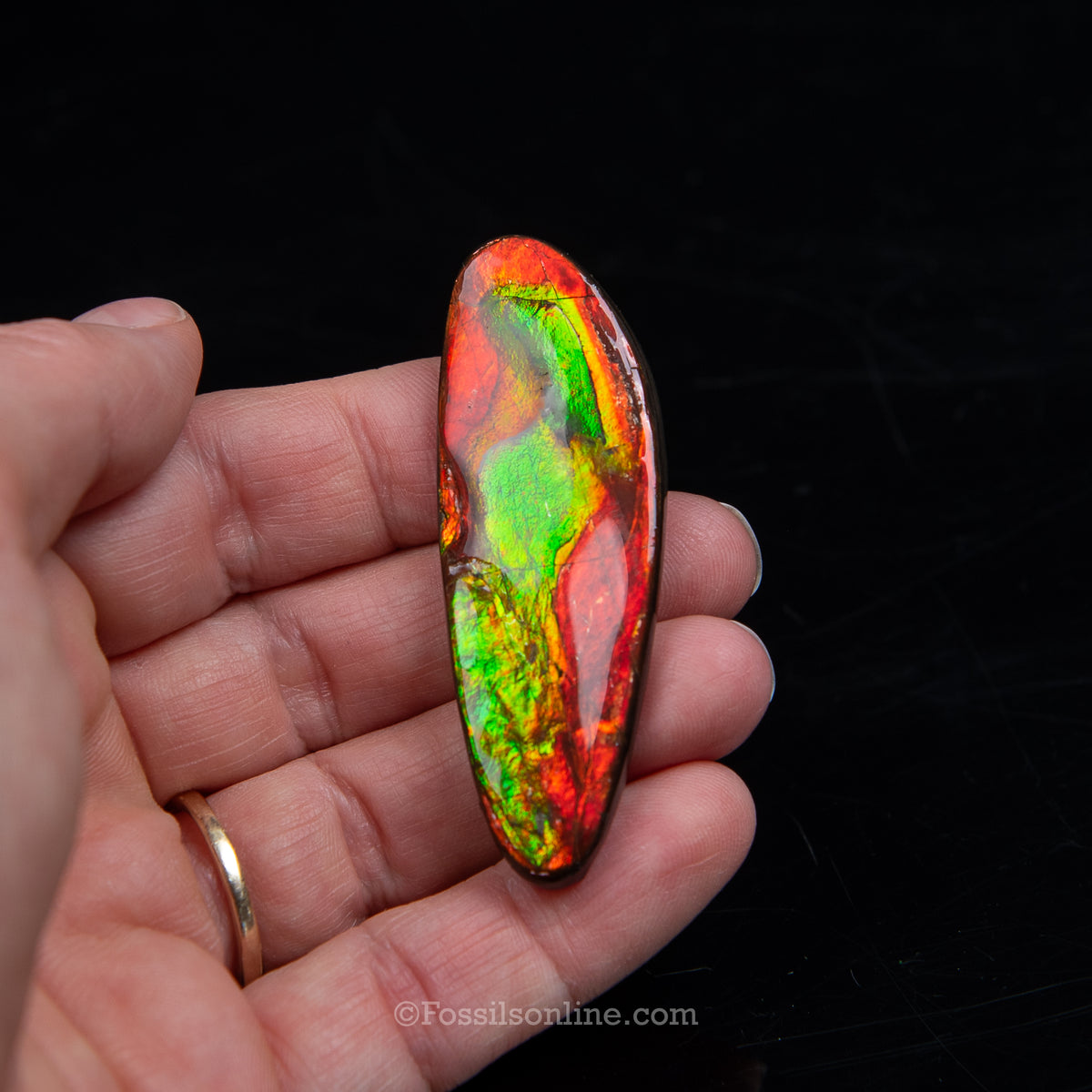 2.36" Ammolite