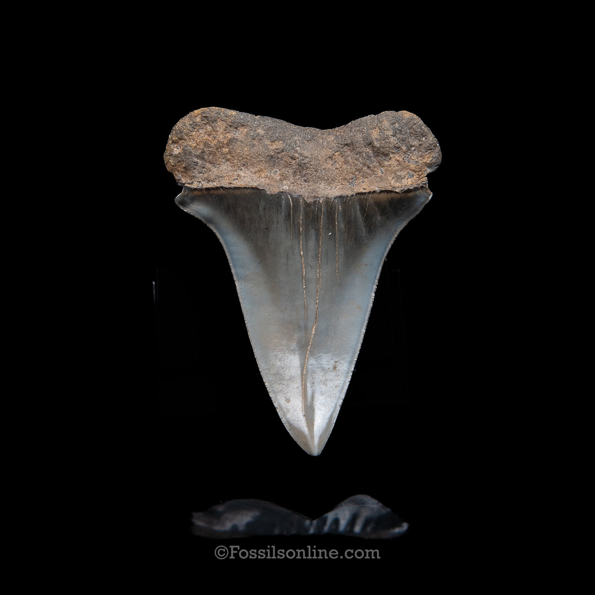 Genuine Prehistoric Fossil Tooth — Mako 2.51"GA