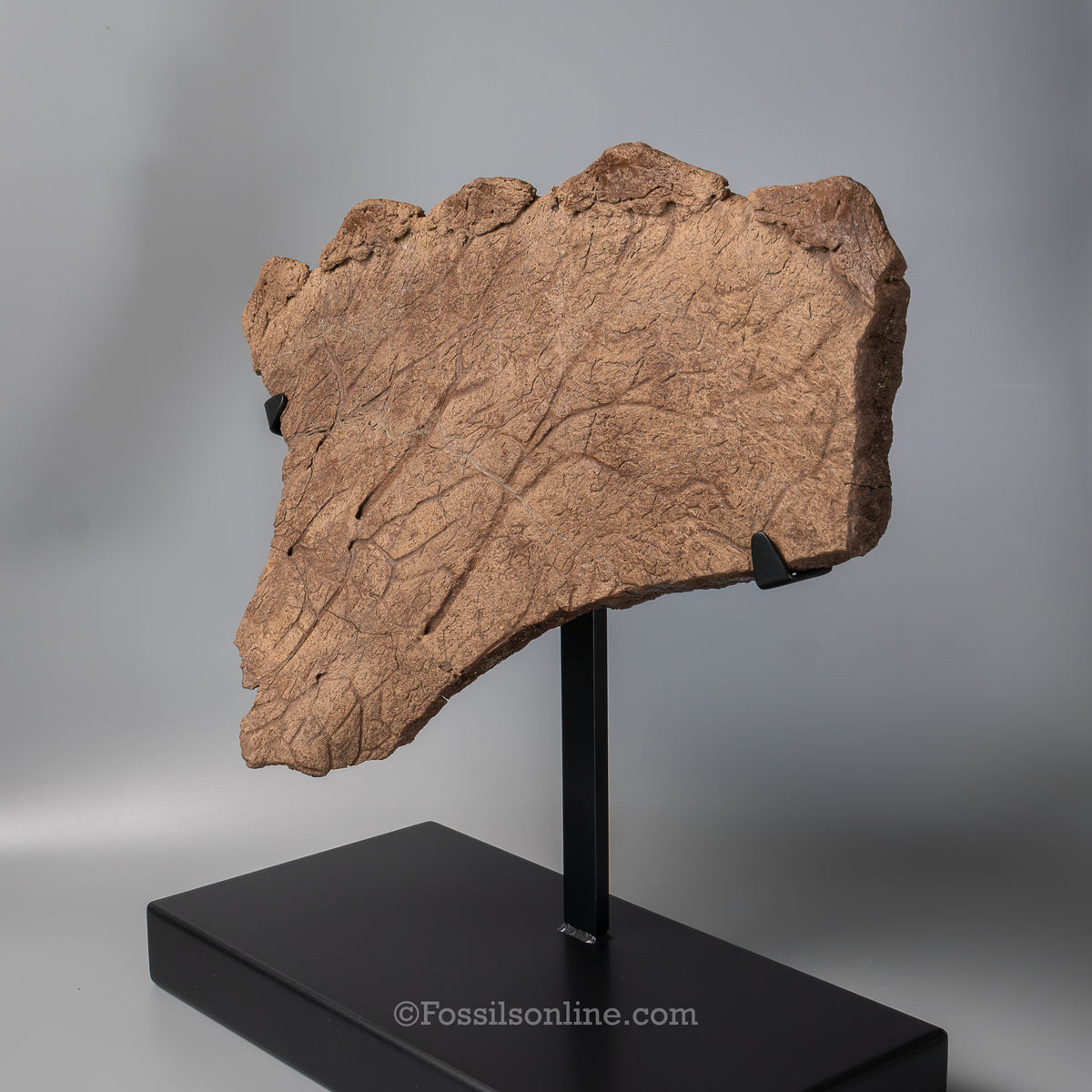 Triceratops Squamosal with Epoccipitals | Lance Formation, Wyoming