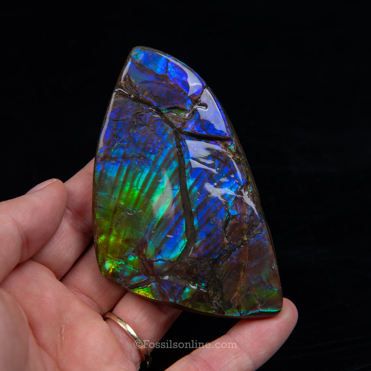 3.58" Ammolite