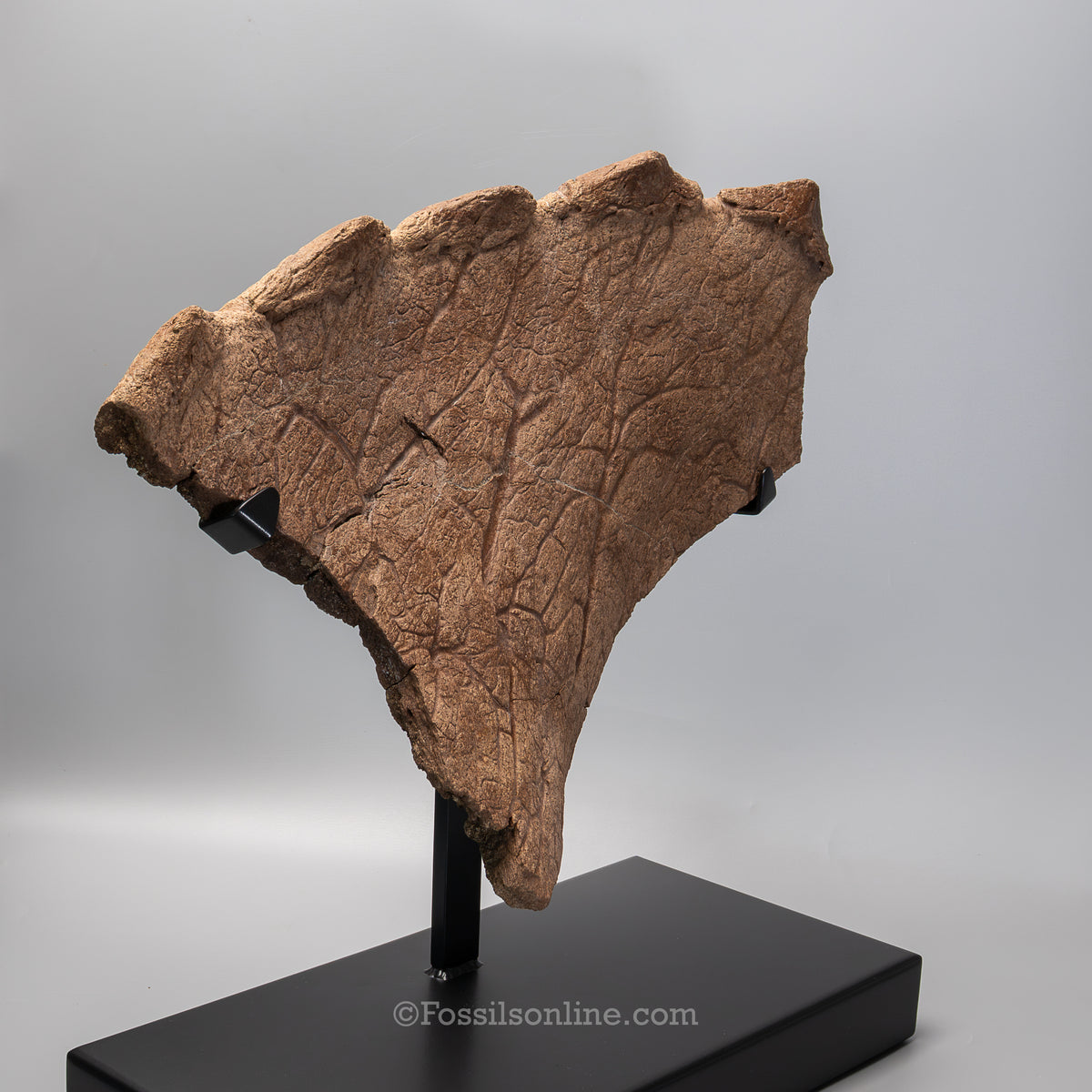 Triceratops Squamosal with Epoccipitals | Lance Formation, Wyoming