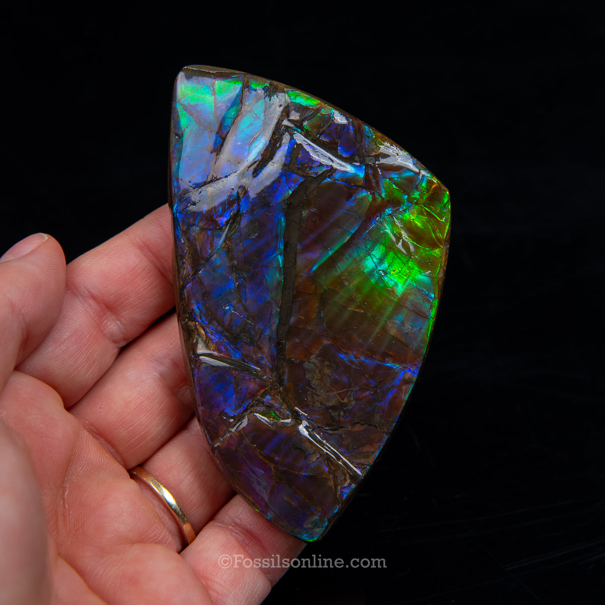 3.58" Ammolite