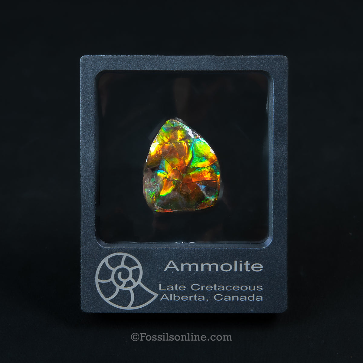 1.61" Ammolite