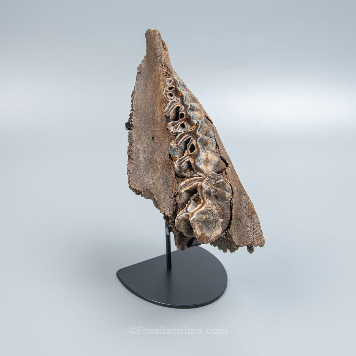 Woolly Rhino Maxilla from Siberia