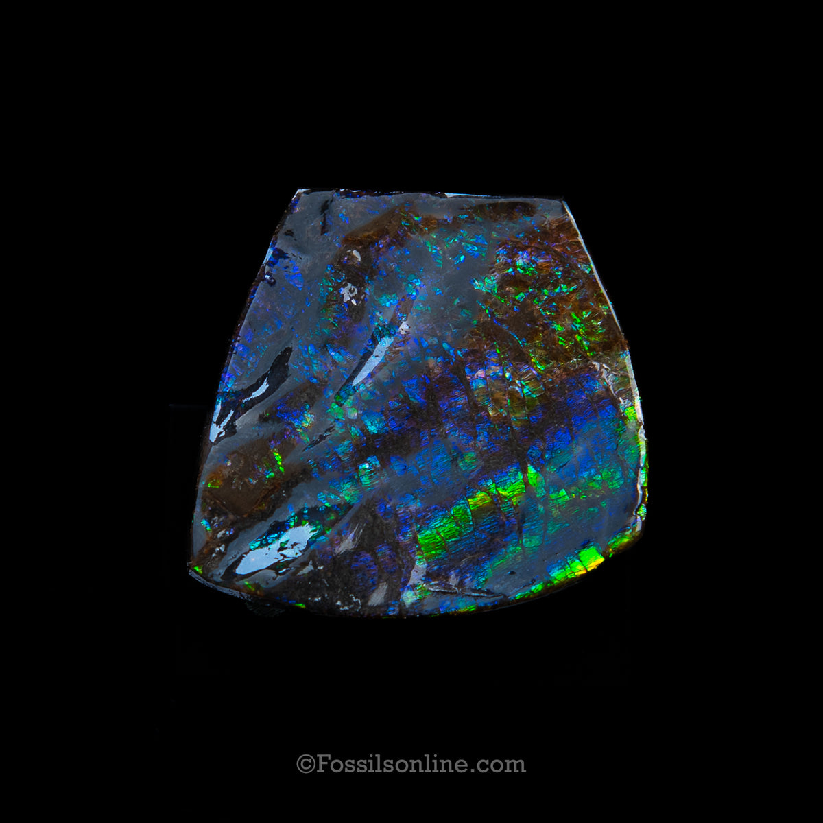 1.75" Ammolite