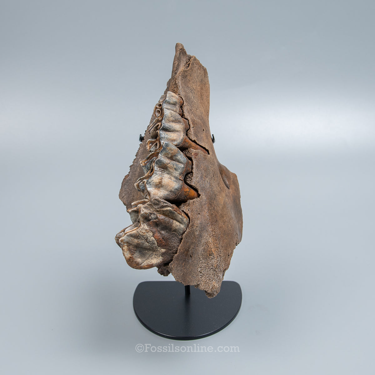 Woolly Rhino Maxilla from Siberia