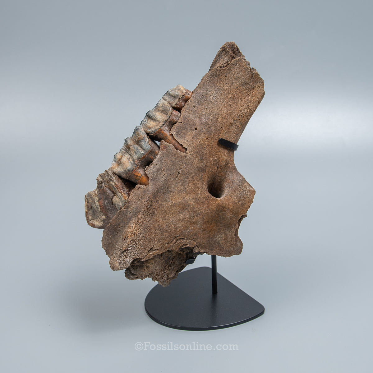 Woolly Rhino Maxilla from Siberia