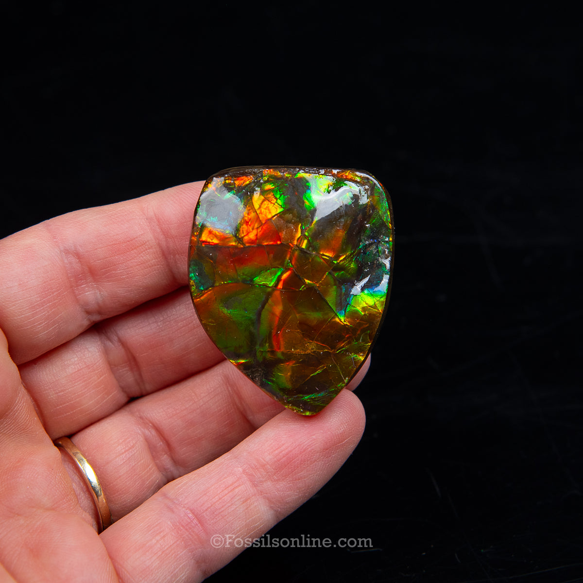 1.61" Ammolite