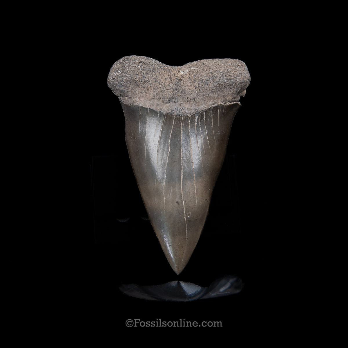 Genuine Prehistoric Fossil Tooth — Mako 2.74" GA