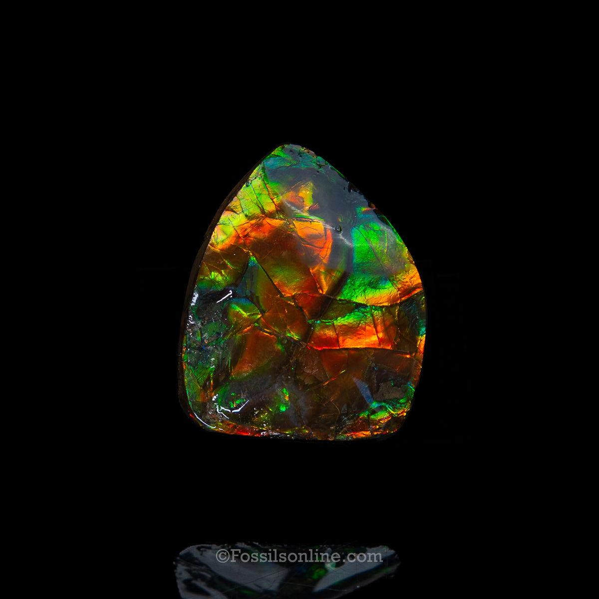 1.61" Ammolite