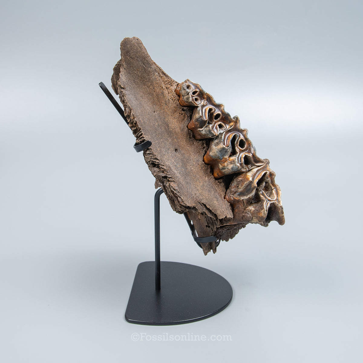 Woolly Rhino Maxilla from Siberia