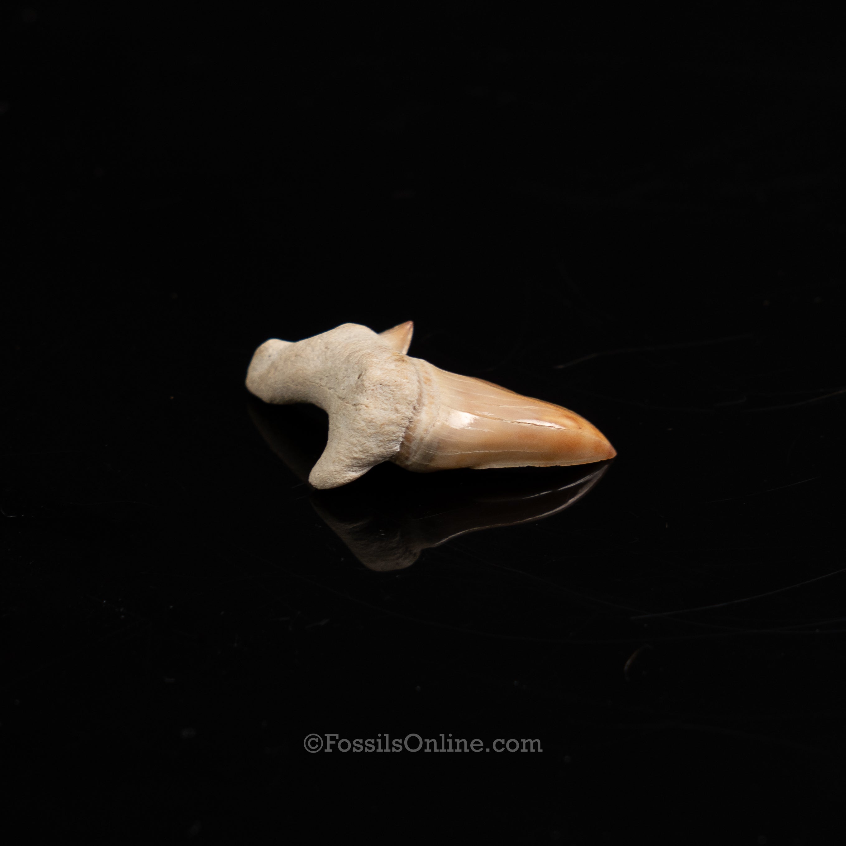 Pathological Otodus Tooth 1.21