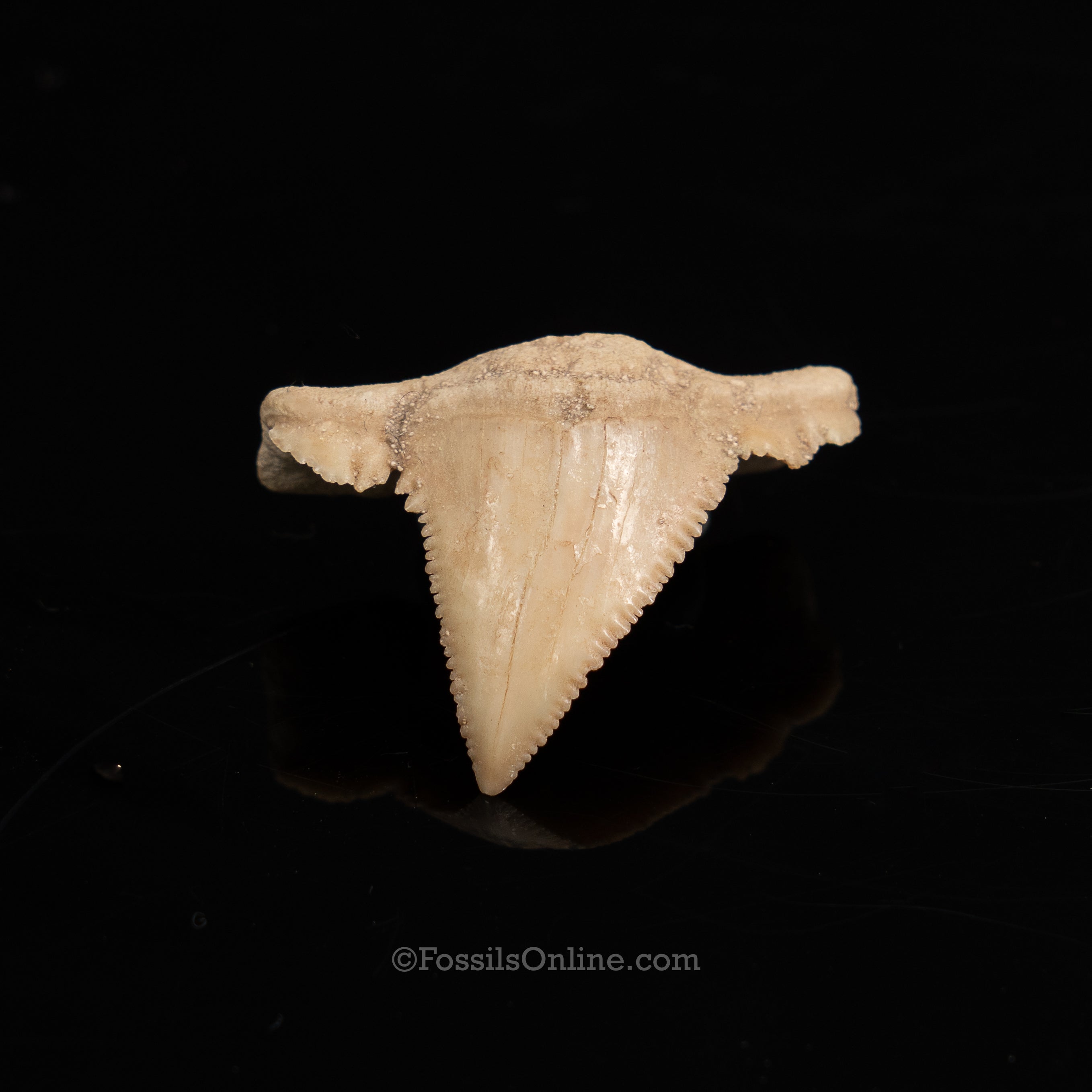 Pathological Palaeocarcharodon Orientalis 1.42"