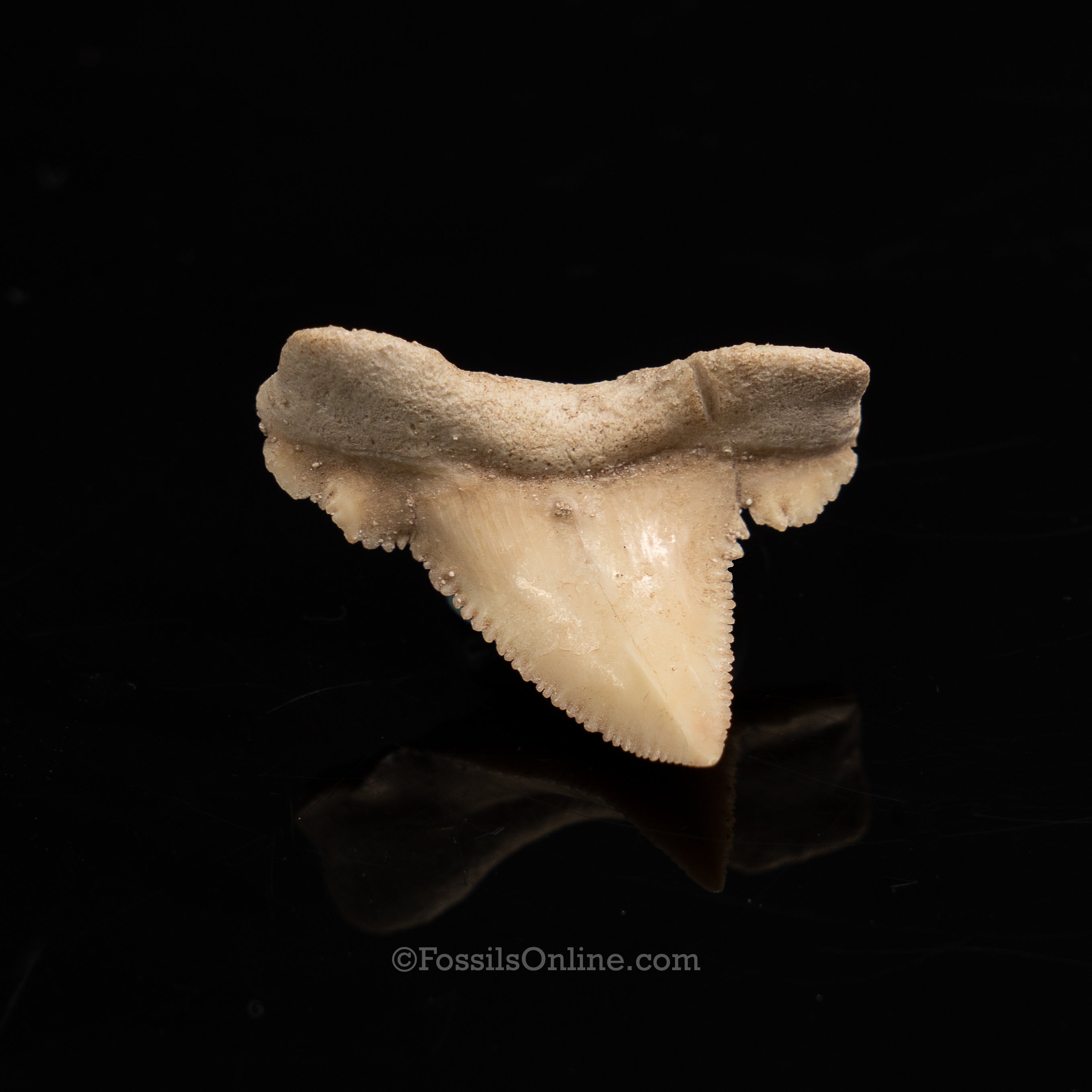 Pathological Palaeocarcharodon Orientalis 1.42"