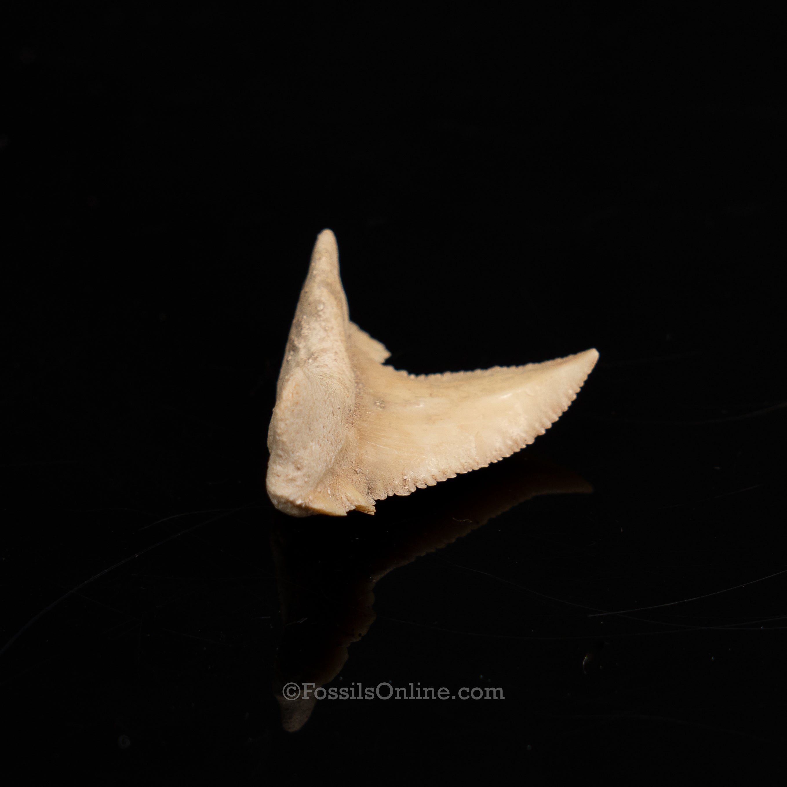 Pathological Palaeocarcharodon Orientalis 1.42"