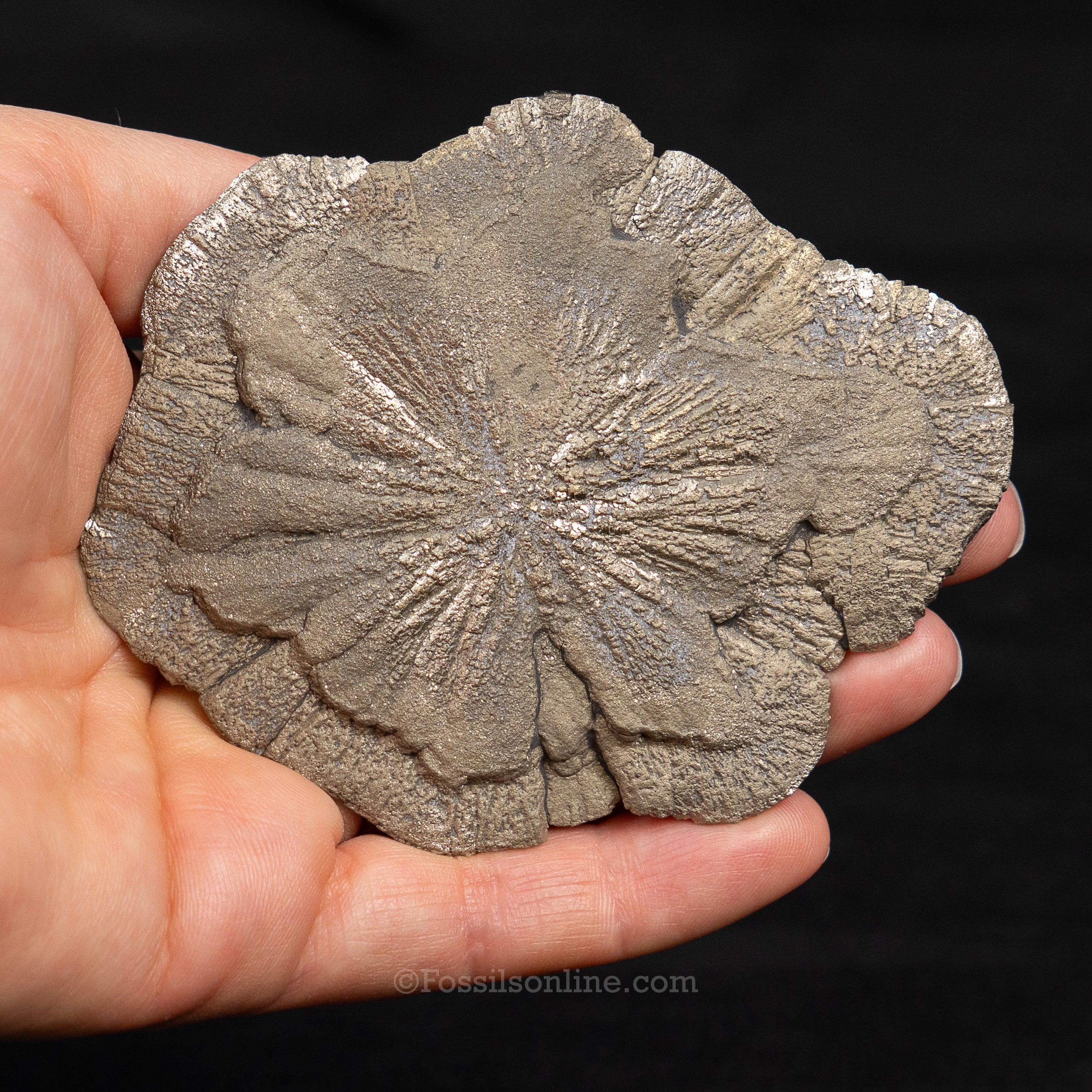 Pyrite Sun / Miner's Dollar 3.61"