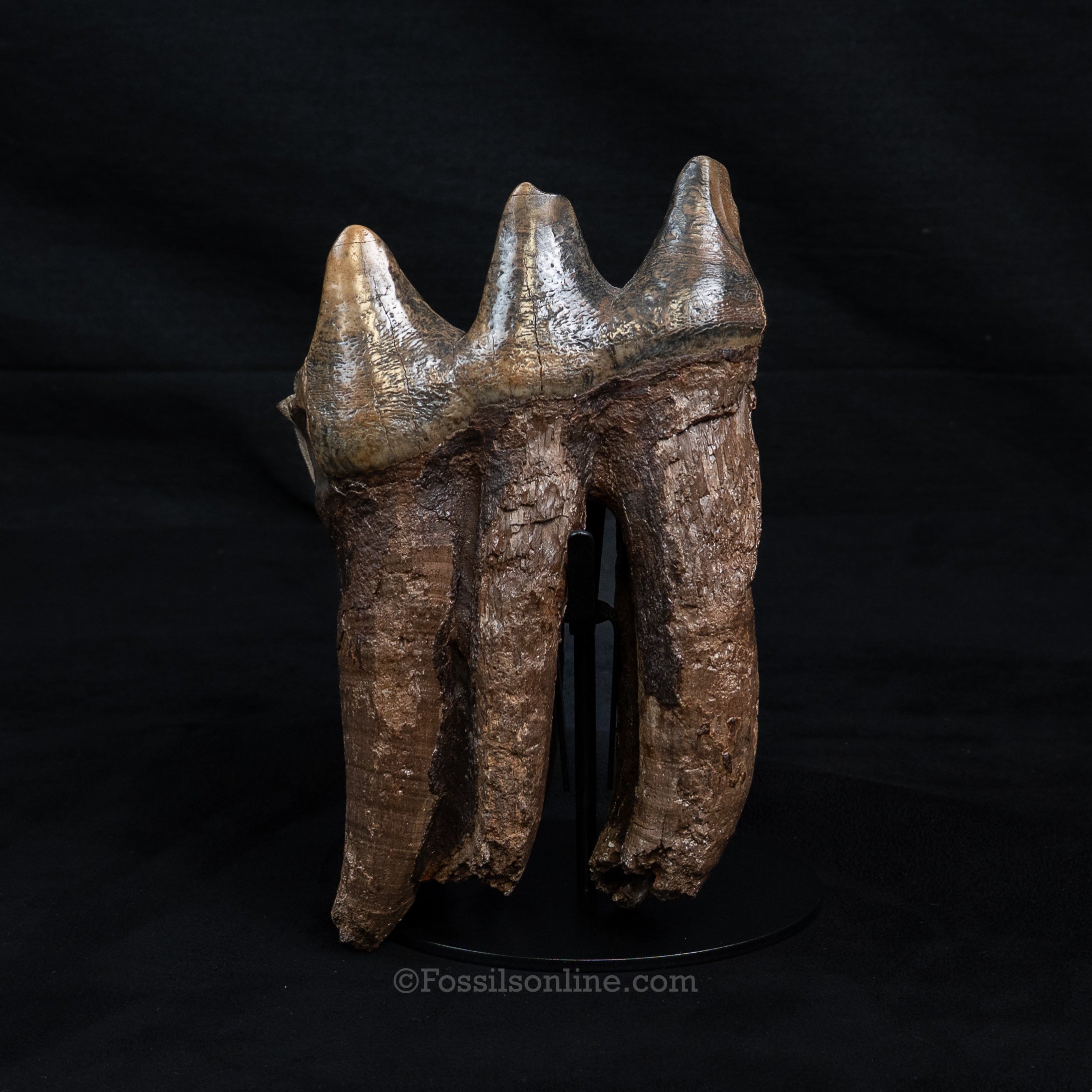 Mastodon Tooth w/stand