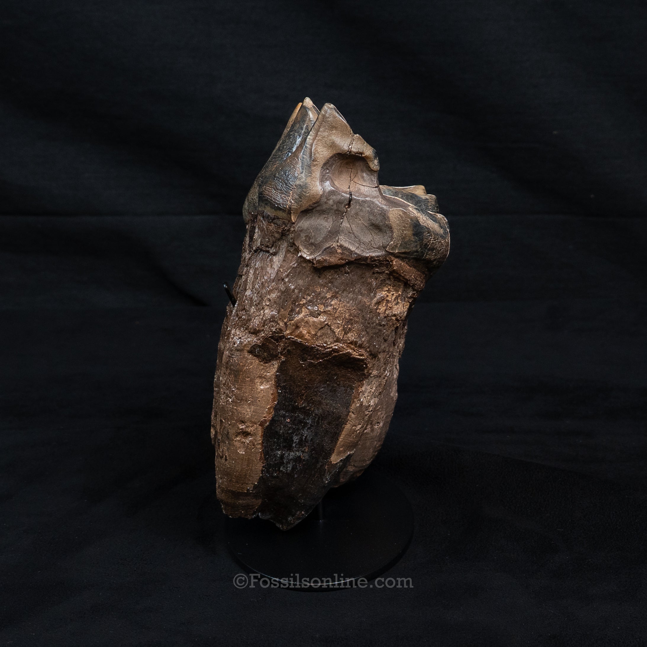 Mastodon Tooth w/stand