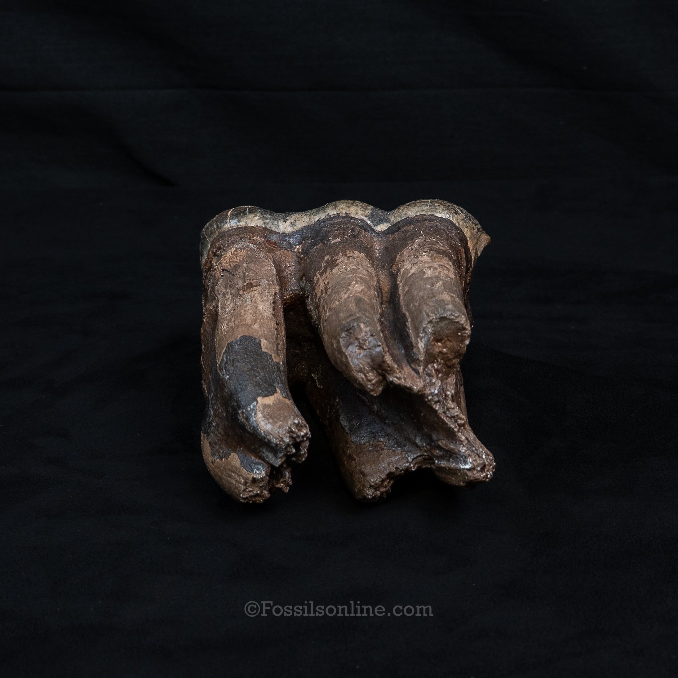 Mastodon Tooth w/stand