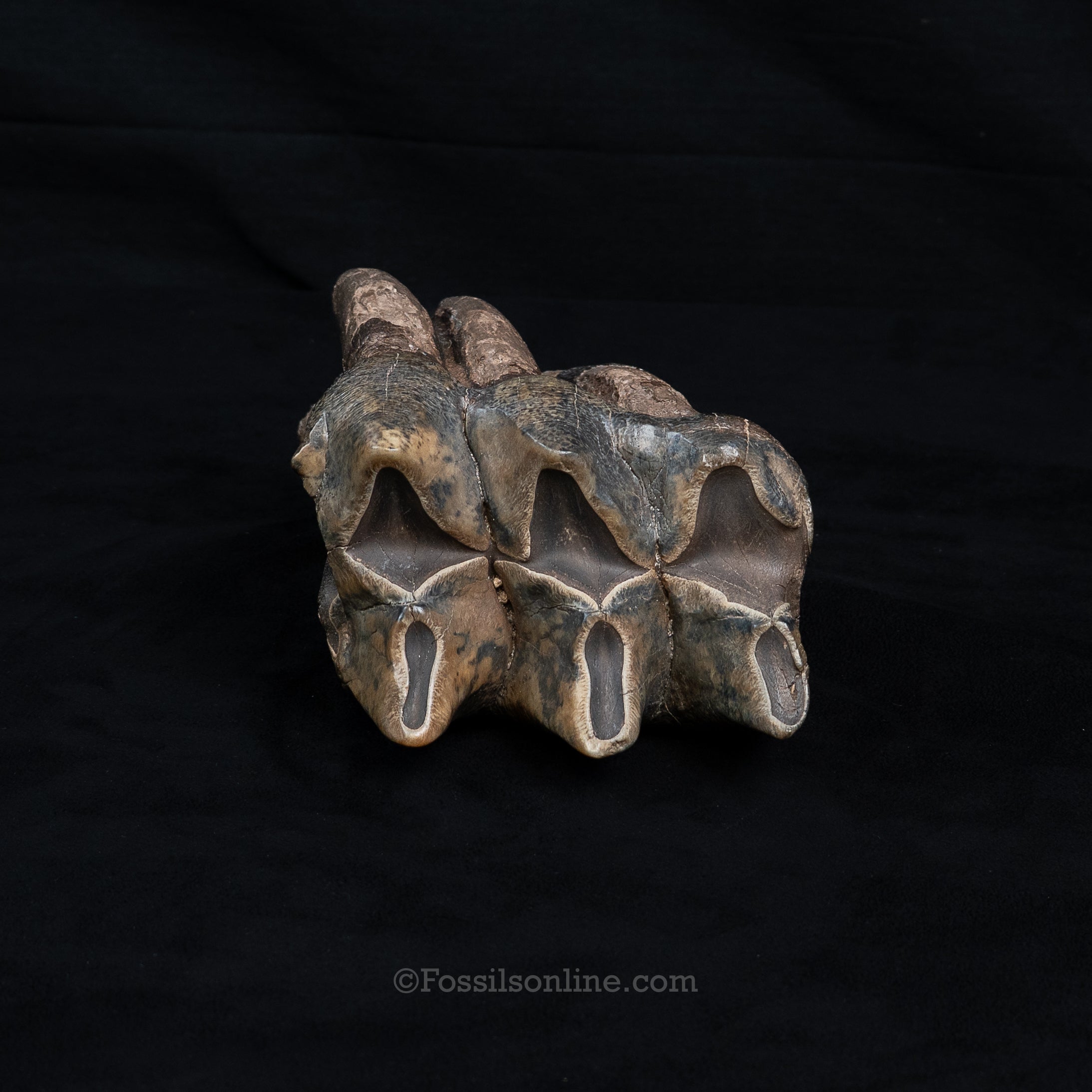 Mastodon Tooth w/stand