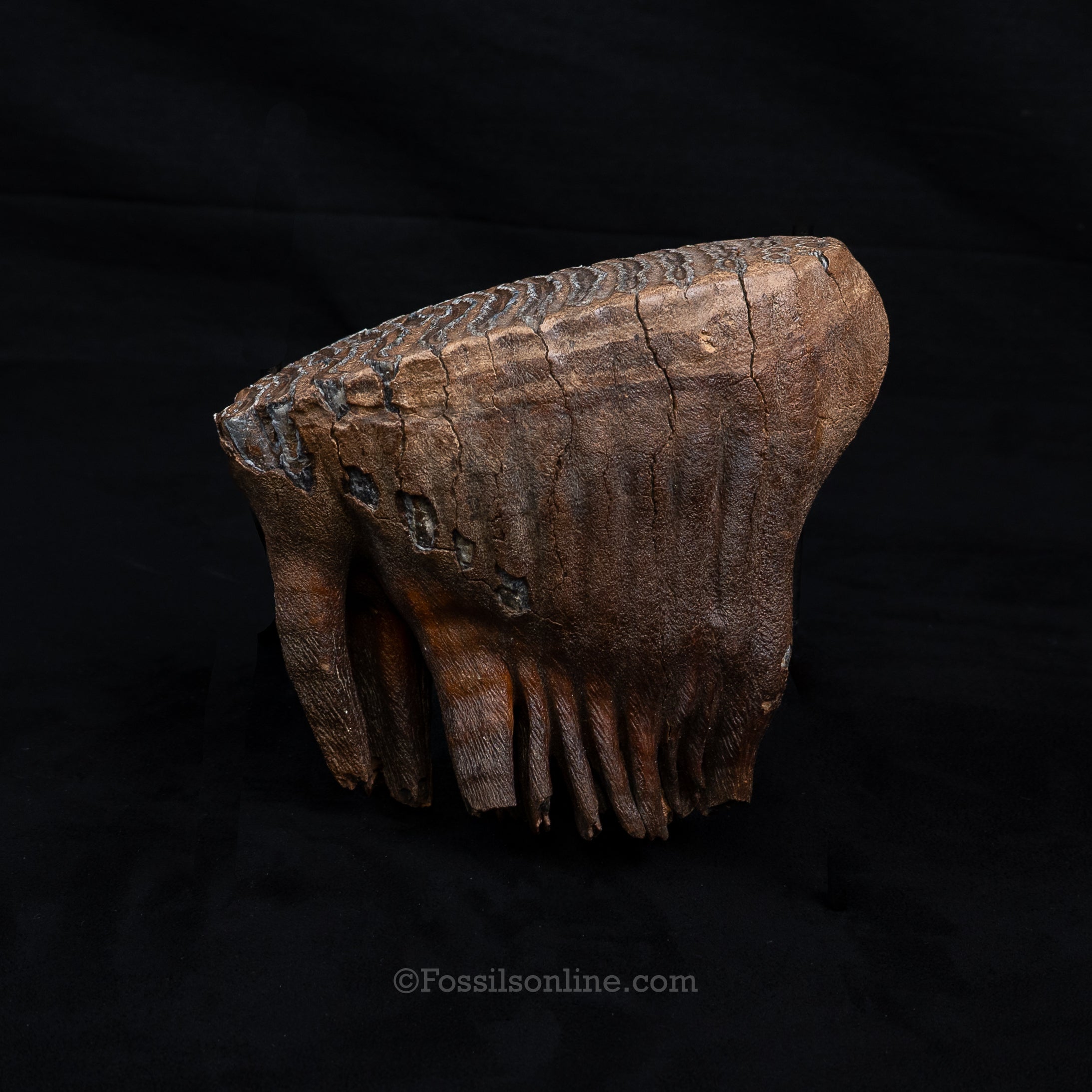 Rooted Mammoth Tooth Siberia